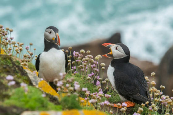 International Puffin Day