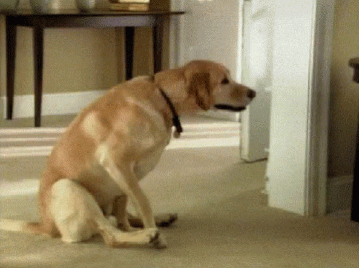dogscratch1.gif