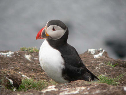 puffin1a.jpg